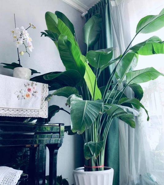 好养的大型绿植有哪些「好养的大型绿植有哪些 室内」_1